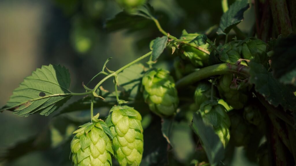 Cônes de houblon frais