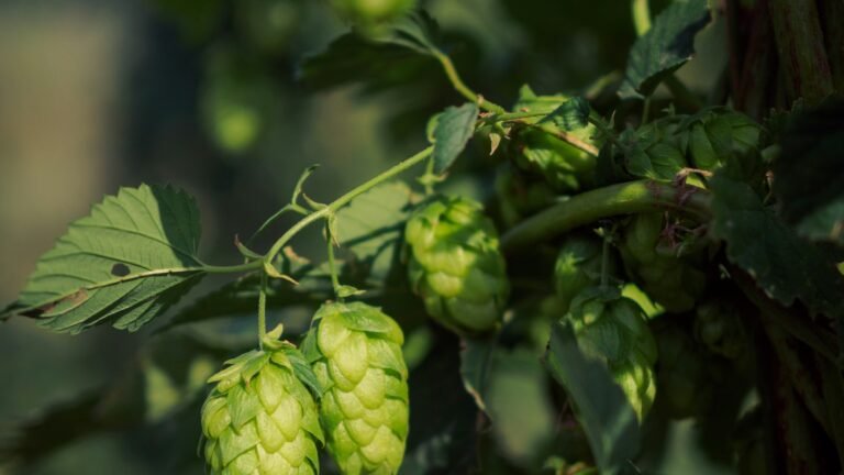 Cônes de houblon frais