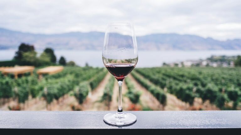 Verre de vin face à un vignoble